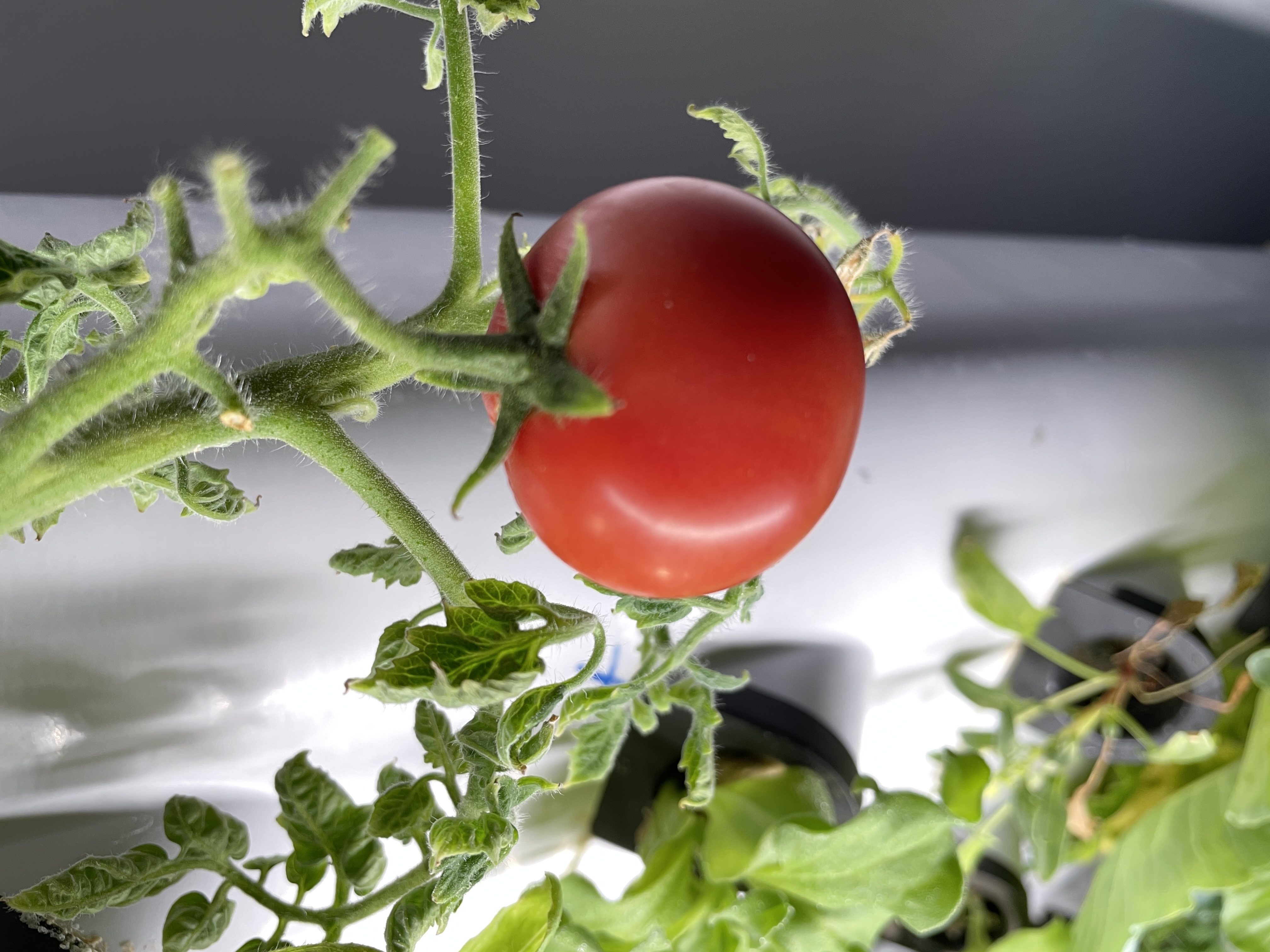 Hydroponic Growing System for  - Farming Zone 评论和价格